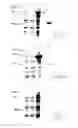 Fig. 23 - Immunogenic proteins of 