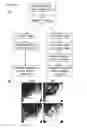 Fig. 08 - METHOD FOR DETERMINING IF A SUBJECT HAS AN INCREASED LIKELIHOOD OF HIGH GRADE DYSPLASIA OR ESOPHAGEAL ADENOCARCINOMA
