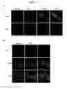 Fig. 08 - BIOORTHOGONAL CHEMICAL INDUCERS OF REVERSIBLE DIMERIZATION FOR CONTROL OF PROTEIN FUNCTION IN CELLS