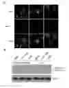 Fig. 09 - BIOORTHOGONAL CHEMICAL INDUCERS OF REVERSIBLE DIMERIZATION FOR CONTROL OF PROTEIN FUNCTION IN CELLS
