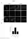 Fig. 10 - BIOORTHOGONAL CHEMICAL INDUCERS OF REVERSIBLE DIMERIZATION FOR CONTROL OF PROTEIN FUNCTION IN CELLS