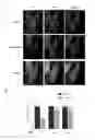 Fig. 11 - BIOORTHOGONAL CHEMICAL INDUCERS OF REVERSIBLE DIMERIZATION FOR CONTROL OF PROTEIN FUNCTION IN CELLS