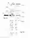 Fig. 11 - Friend or foe identification system and method