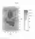 Fig. 65 - Light guide panel, backlight unit, and liquid crystal display