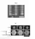 Fig. 06 - Methods of fabricating micro- and nanostructure arrays and structures formed therefrom