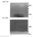 Fig. 16 - Manufacturing method of semiconductor device