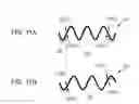 Fig. 12 - Piezoelectric element, multilayered piezoelectric element, liquid discharge apparatus, and ultrasonic motor