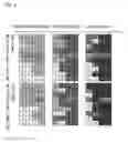 Fig. 09 - MOUSE MODEL OF AMYOTROPHIC LATERAL SCLEROSIS AND/OR FRONTOTEMPORAL LOBAR DEGENERATION