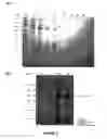 Fig. 03 - RAPID SPECIFIC PATHOGEN FREE ANIMAL