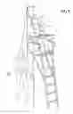 Fig. 02 - Head harness for tree-stand users