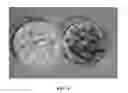 Fig. 02 - COMPOSITIONS OF VOLATILE ORGANIC COMPOUNDS AND METHODS OF USE THEREOF