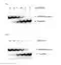 Fig. 06 - Geminivirus replication inhibitor