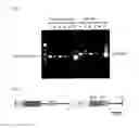 Fig. 09 - Geminivirus replication inhibitor