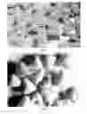 Fig. 02 - Snack-type dry cheese or dairy foodstuff and its process of manufacture