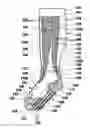 Fig. 01 - Leg apparel