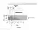 Fig. 37 - HAIRBRUSH, METHODS OF USE, AND METHODS OF MANUFACTURING THE SAME