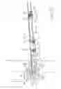 Fig. 34 - Suspension device