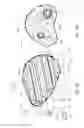 Fig. 04 - ORGAN MAPPING SYSTEM USING AN OPTICAL COHERENCE TOMOGRAPHY PROBE