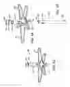 Fig. 17 - Apparatus and methods for fastening tissue layers together with multiple tissue fasteners
