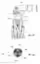 Fig. 43 - Apparatus and methods for treating teeth