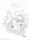 Fig. 02 - PROSTHETIC INSERT FOR TREATING A MITRAL VALVE