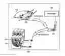 Fig. 01 - Peripheral neural interface via nerve regeneration to distal tissues