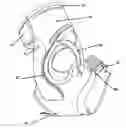 Fig. 01 - Ankle supports