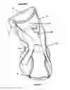 Fig. 06 - Ankle supports
