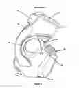 Fig. 08 - Ankle supports