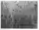 Fig. 01 - NONWOVEN, SHEET FOR ABSORBENT ARTICLE, AND ABSORBENT ARTICLE USING THE SAME