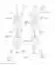Fig. 02 - Genotype- or phenotype-based drug formulation