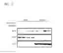 Fig. 04 - Composition including dapsone for preventing or treating side effect of steroid in subject and use of the composition
