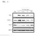 Fig. 05 - Composition including dapsone for preventing or treating side effect of steroid in subject and use of the composition