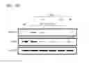 Fig. 07 - Composition including dapsone for preventing or treating side effect of steroid in subject and use of the composition