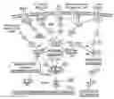 Fig. 01 - SYSTEMS AND METHODS TO TREAT PAIN LOCALLY