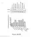 Fig. 04 - COMPOSITIONS FOR TREATING FRAGILE X AND OTHER DISORDERS METHODS OF USE THEREOF, AND SCREENING FOR COMPOUNDS FOR FRAGILE X AND OTHER DISORDERS