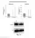 Fig. 07 - Diagnostic and treatment methods in subjects having or at risk of developing resistance to cancer therapy