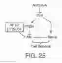 Fig. 43 - Compositions including triciribine and methods of use thereof