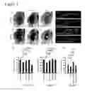 Fig. 06 - Compositions and methods for treating alzheimer's disease and other tauopathies