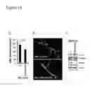 Fig. 16 - Compositions and methods for treating alzheimer's disease and other tauopathies