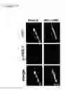Fig. 20 - Compositions and methods for treating alzheimer's disease and other tauopathies