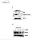 Fig. 27 - Compositions and methods for treating alzheimer's disease and other tauopathies