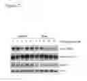 Fig. 29 - Compositions and methods for treating alzheimer's disease and other tauopathies