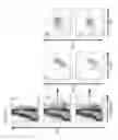 Fig. 16 - Modified immune-modulating particles