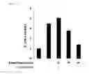 Fig. 07 - PHARMACEUTICAL COMPOSITION FOR PREVENTING OR TREATING STAT3-MEDIATED DISEASE, COMPRISING SALVIA PLEBEIA R. BR. EXTRACT OR FRACTION THEREOF AS ACTIVE INGREDIENT