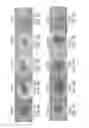 Fig. 04 - Peptide-based collagen modulators for wound healing and tissue repair
