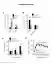 Fig. 06 - Methods and Compositions for Modulating Beta Cell Proliferation