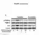 Fig. 28 - Methods and Compositions for Modulating Beta Cell Proliferation