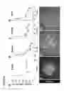 Fig. 52 - Methods and Compositions for Modulating Beta Cell Proliferation