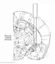 Fig. 01 - Optically controlled CNS dysfunction